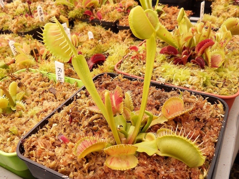 Dionaea Charly mandon's Spotted no plan fresh 10 seeds