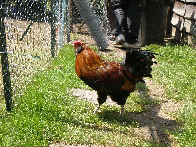 Gallinette.net pour le bien être de nos poulettes - Qui Gallinette.net pour le bien être de nos poulettes - Qui
