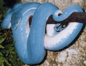 Le Serpent Côté coeur dans SERPENT bleu6n10