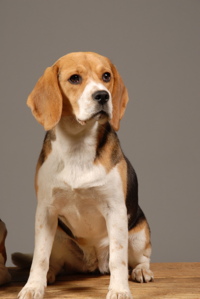 rencontres beagle