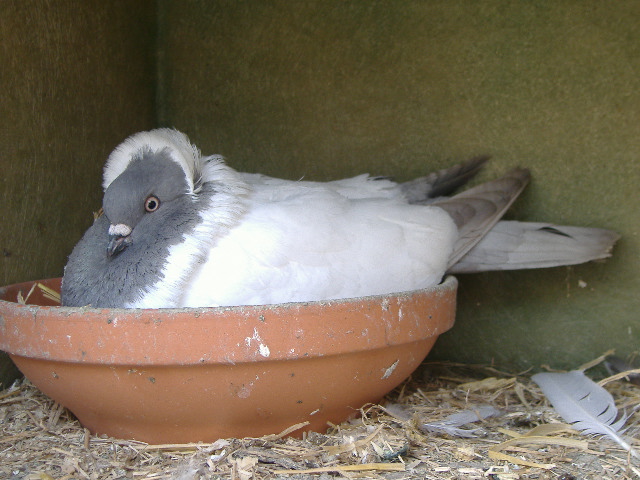 dscf0413.jpg
