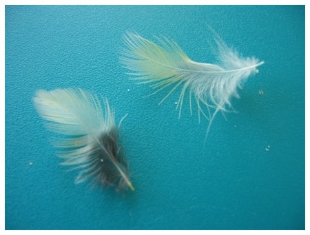 plumes10.jpg