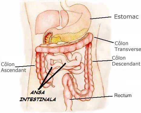 http://i40.servimg.com/u/f40/11/60/88/44/colon10.jpg