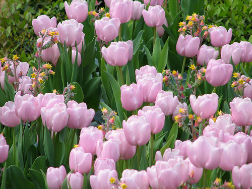 http://i40.servimg.com/u/f40/11/60/88/44/tulips12.jpg