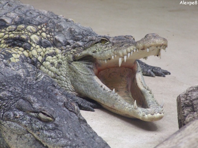 rencontre avec les soigneurs de la ménagerie du jardin des plantes