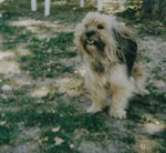 chipie 1