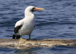    Masked Booby   