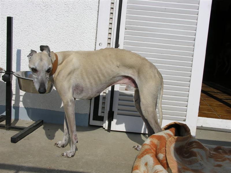 Onyx, Lévrier Whippet de 13 ans, à adopter contre bons soins (RP)