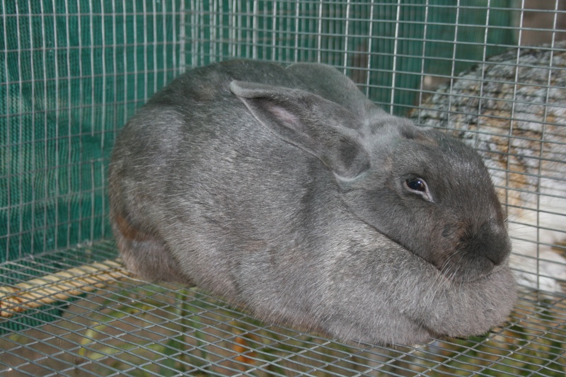new zealand rabbit breeders association