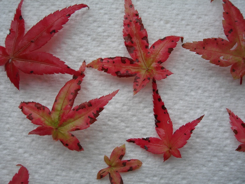 Japanese Maple leaf problem.