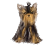 Chiens de compagnie