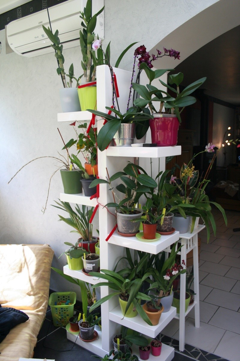 etagere orchidee