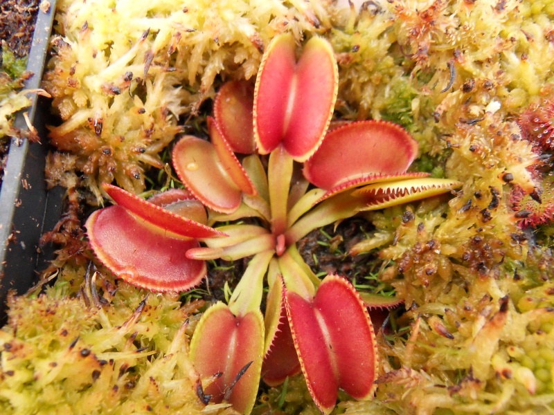Photo of my Venus flytrap cultivars - Dionaea - Carnivorous Plants UK