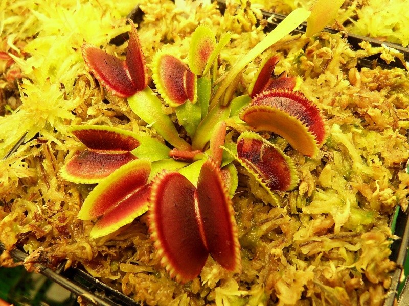 Dionaea 