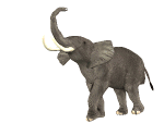 elepha14.gif