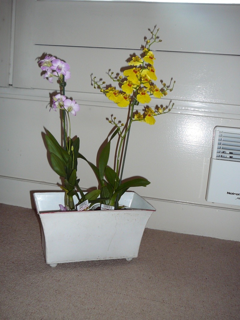orchid10.jpg