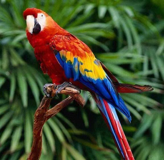 macaw110.jpg