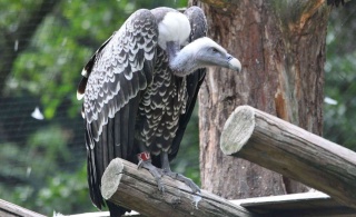   :    : Rppell's Vulture :