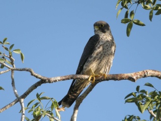  : Falco concolor      