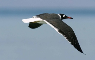   :     : White-eyed Gull