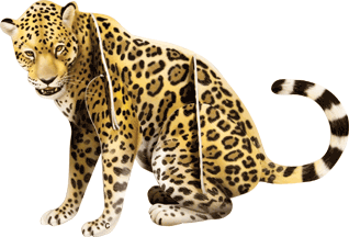 jaguar10.gif