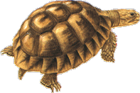 tortue10.gif
