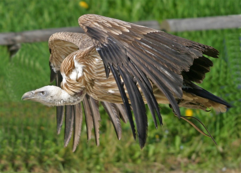 vautou11.jpg