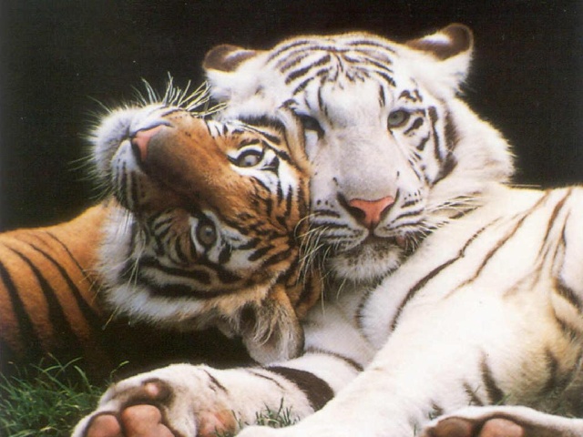 tigre110.jpg
