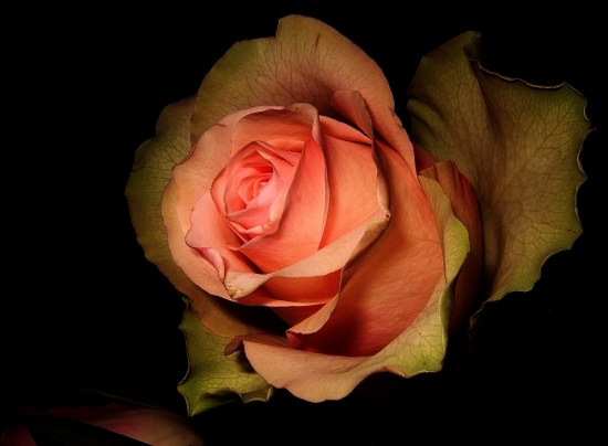 roses-10.jpg