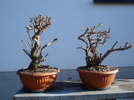 bonsai52.jpg