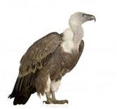 vultur10.jpg